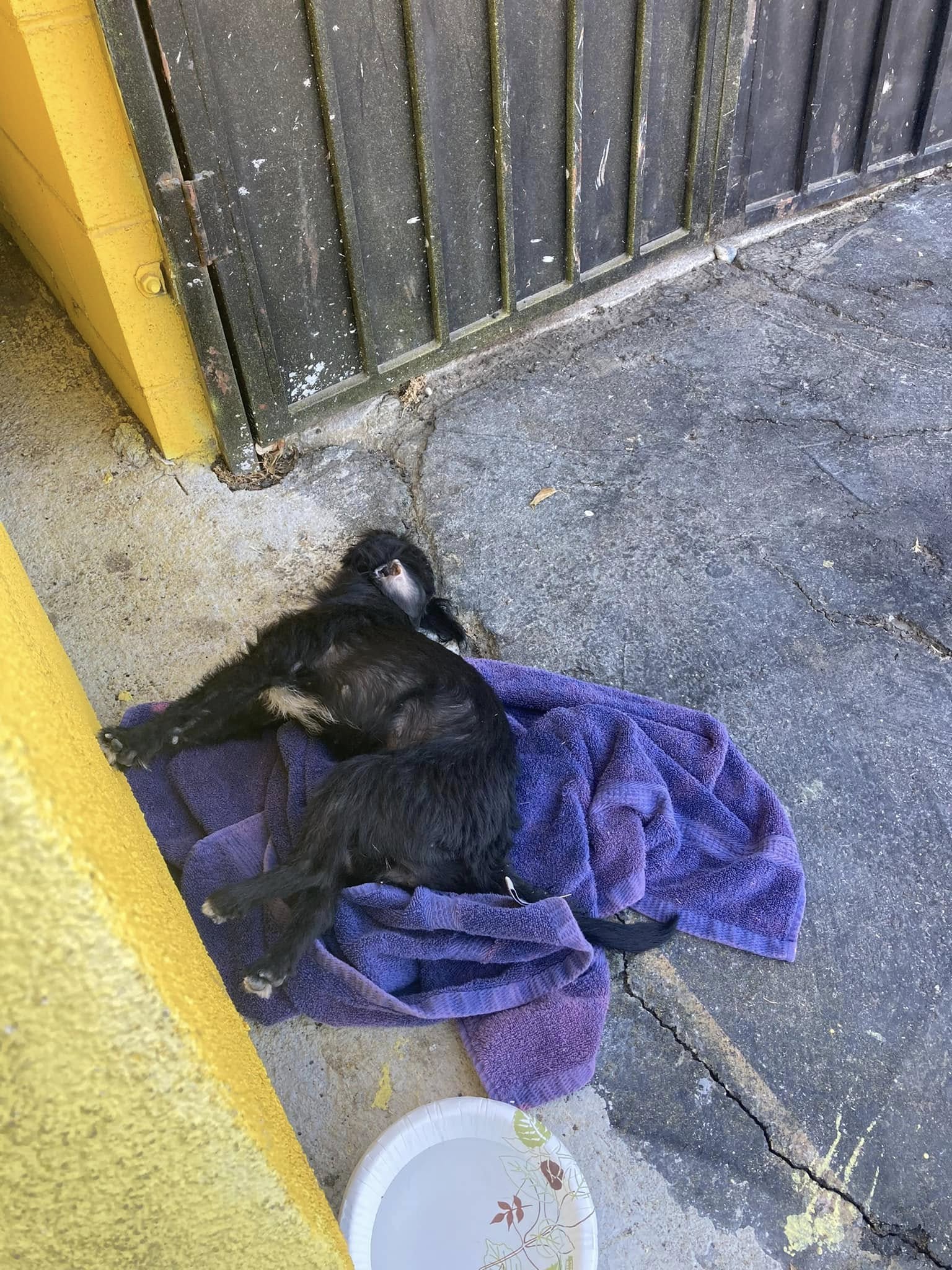 injured black puppy
