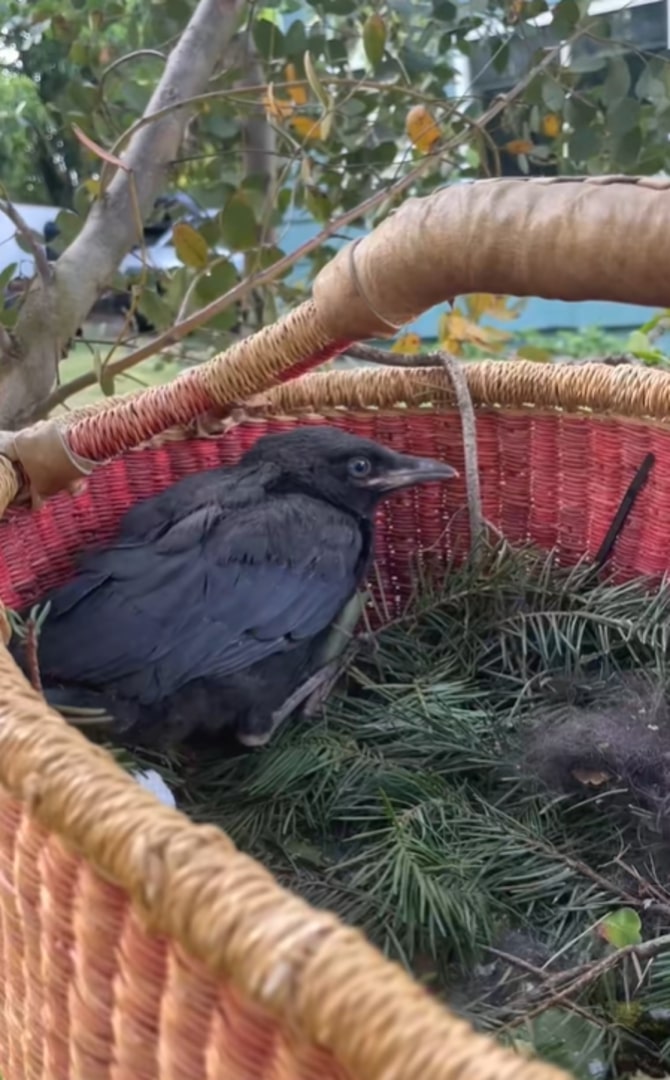 injured crow in a basket 