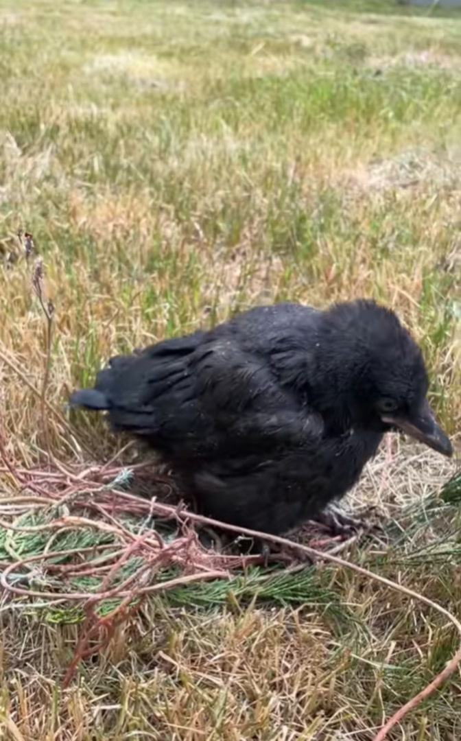 injured crow