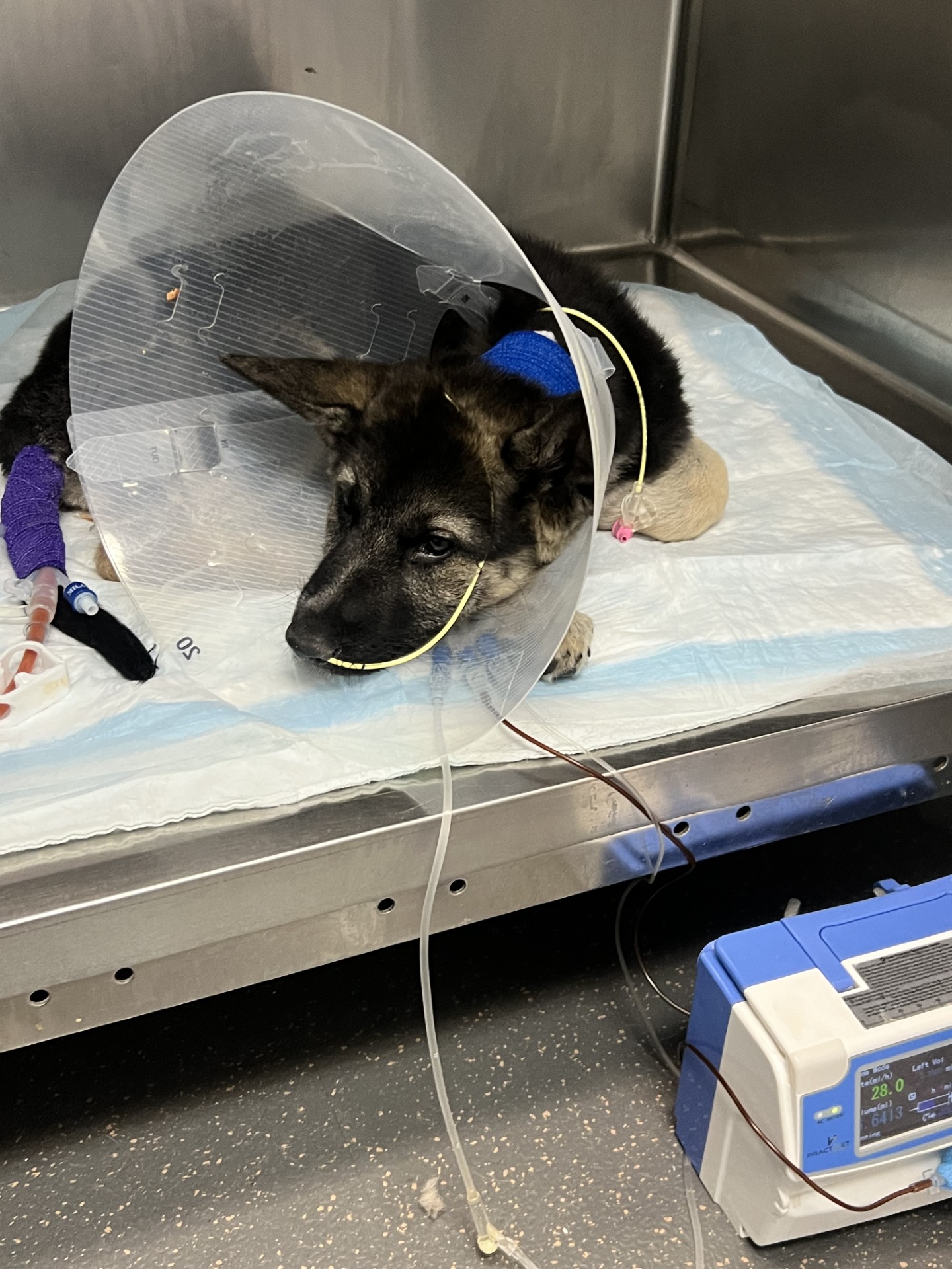 injured dog