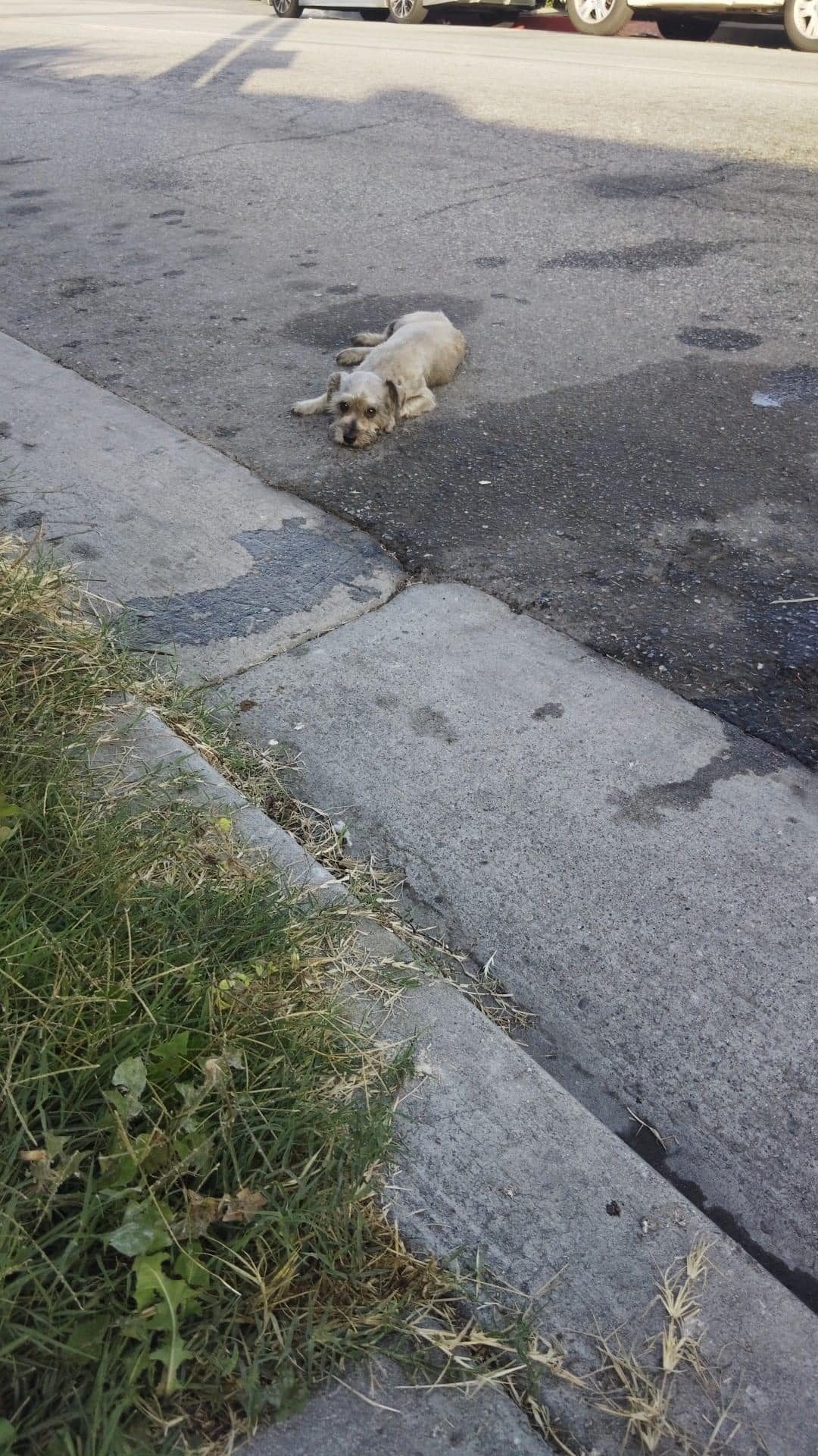 injured puppy on road