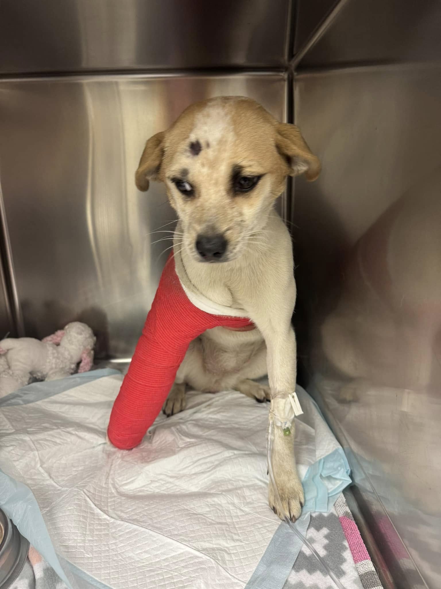 injured white dog in crate