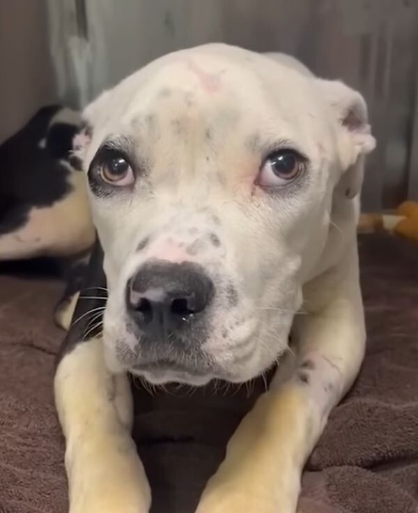 injured white dog laying down