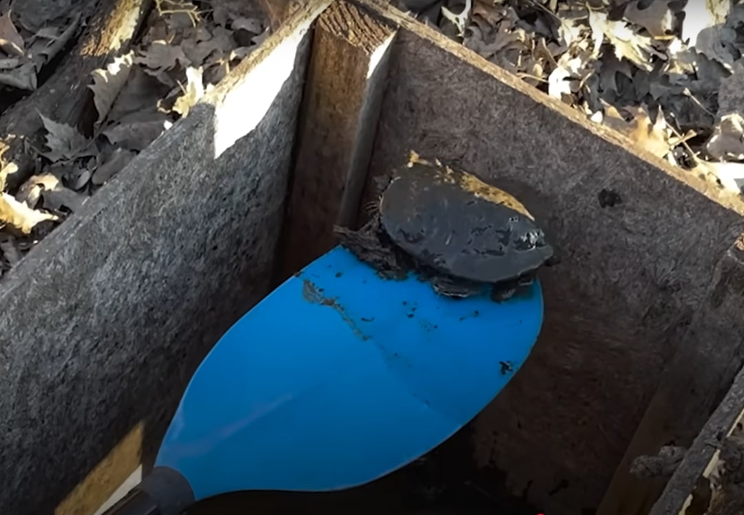 kayaker saving a turtle from the box 