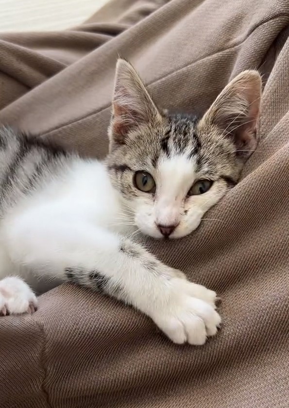 kitten laying down