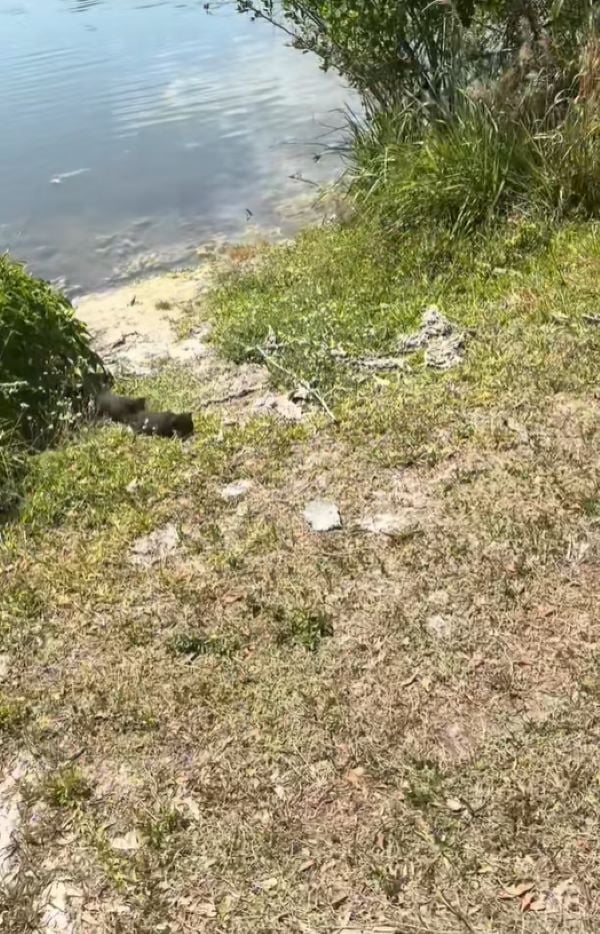 kitten next to water