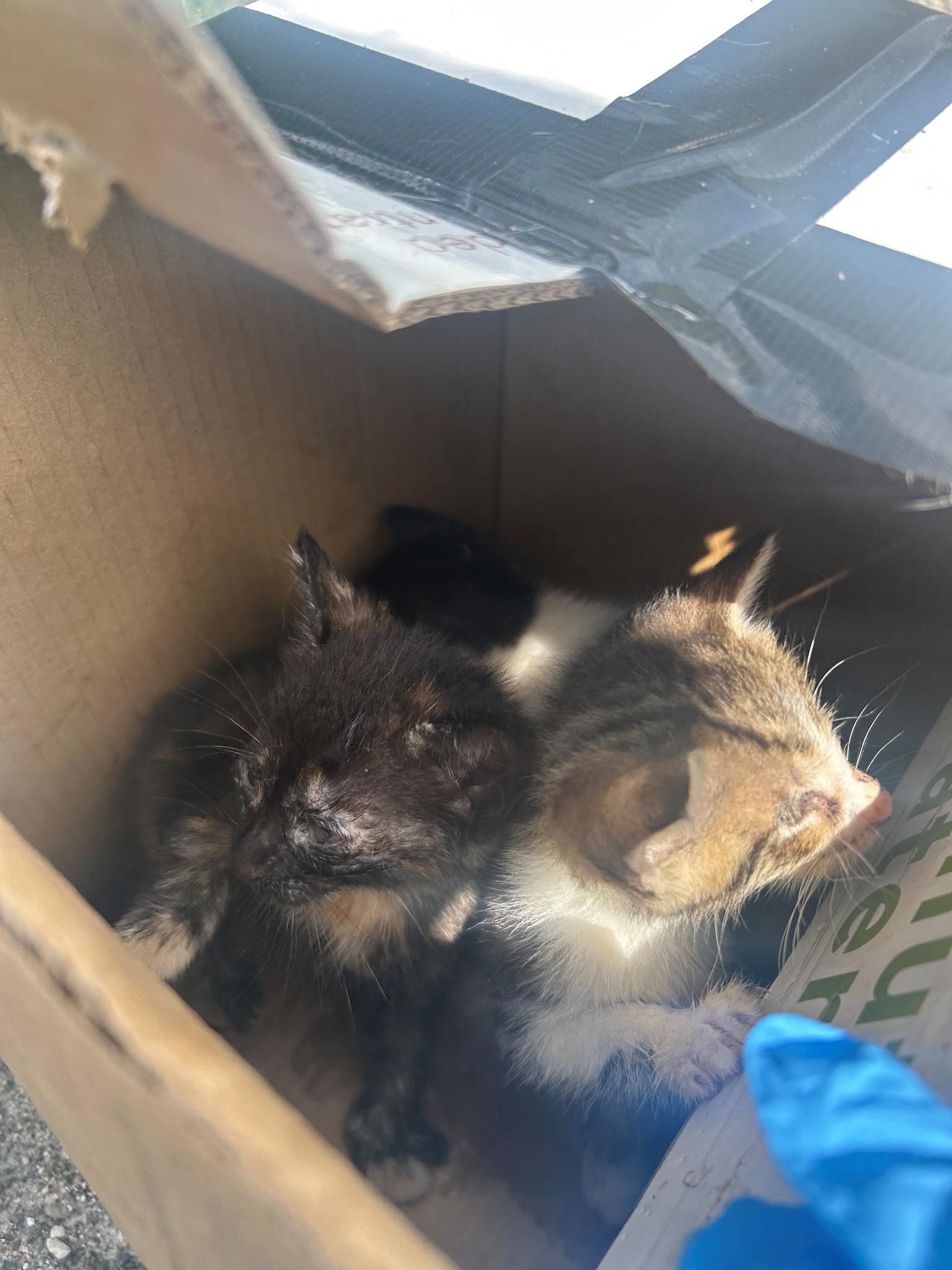 kittens in box