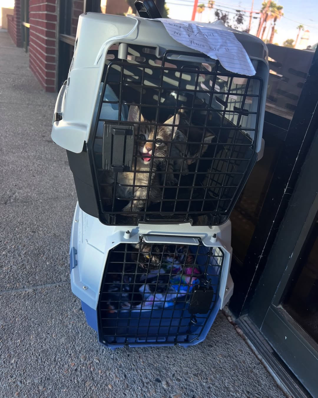 kittens in crates