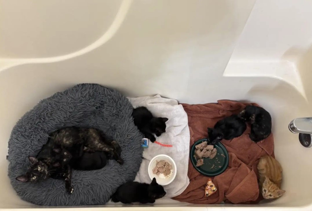 kittens in the tub