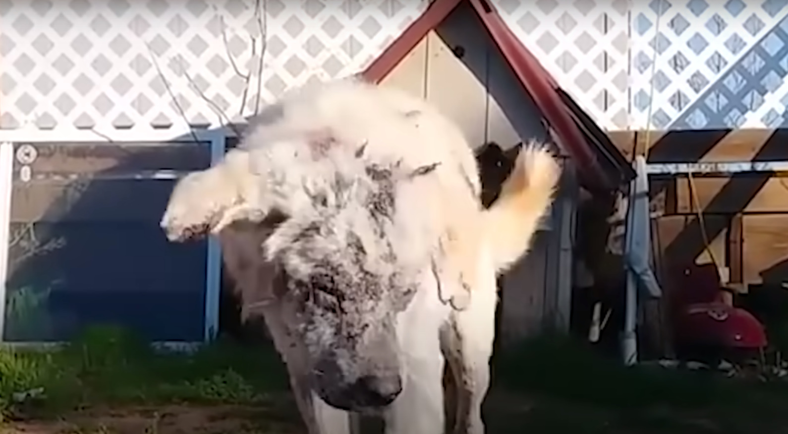 large dog