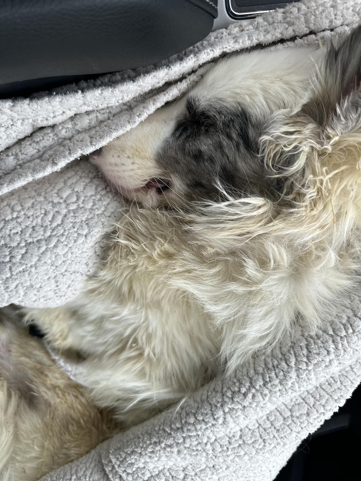 lifeless dog lying
