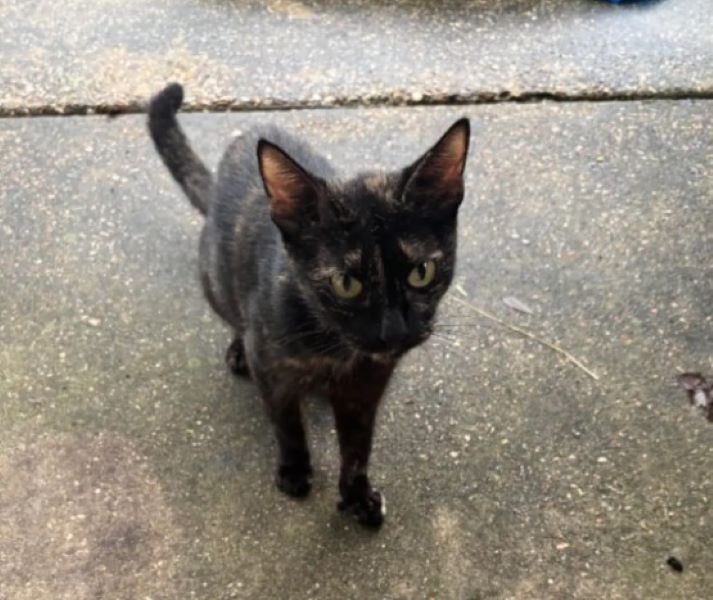 little black kitten