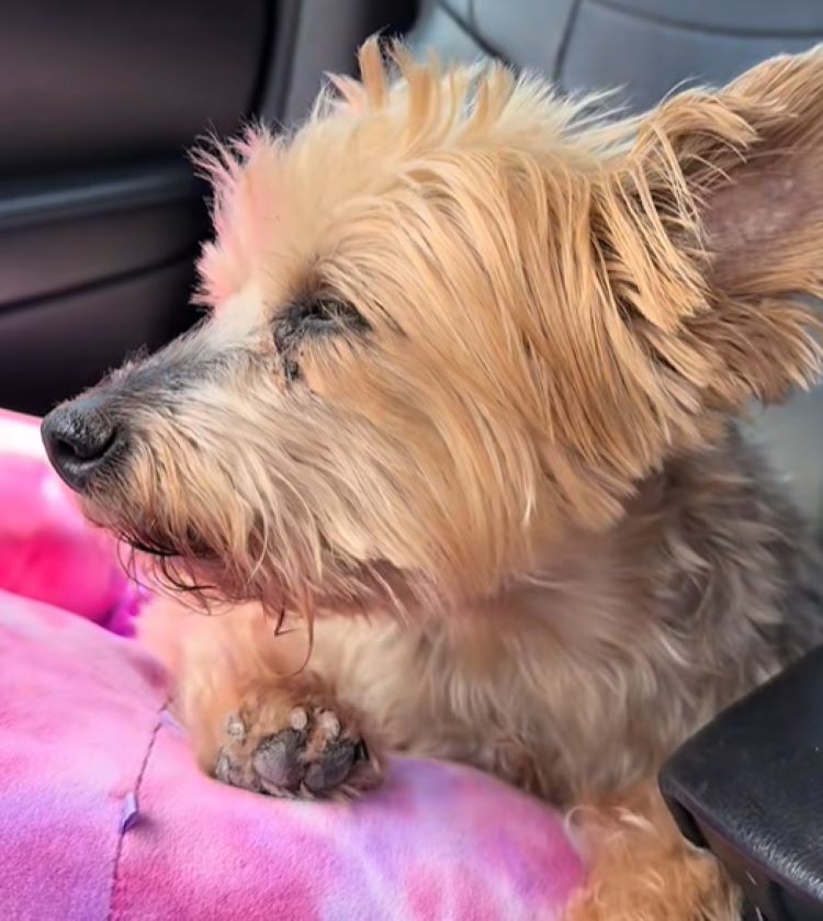 little dog in the car 
