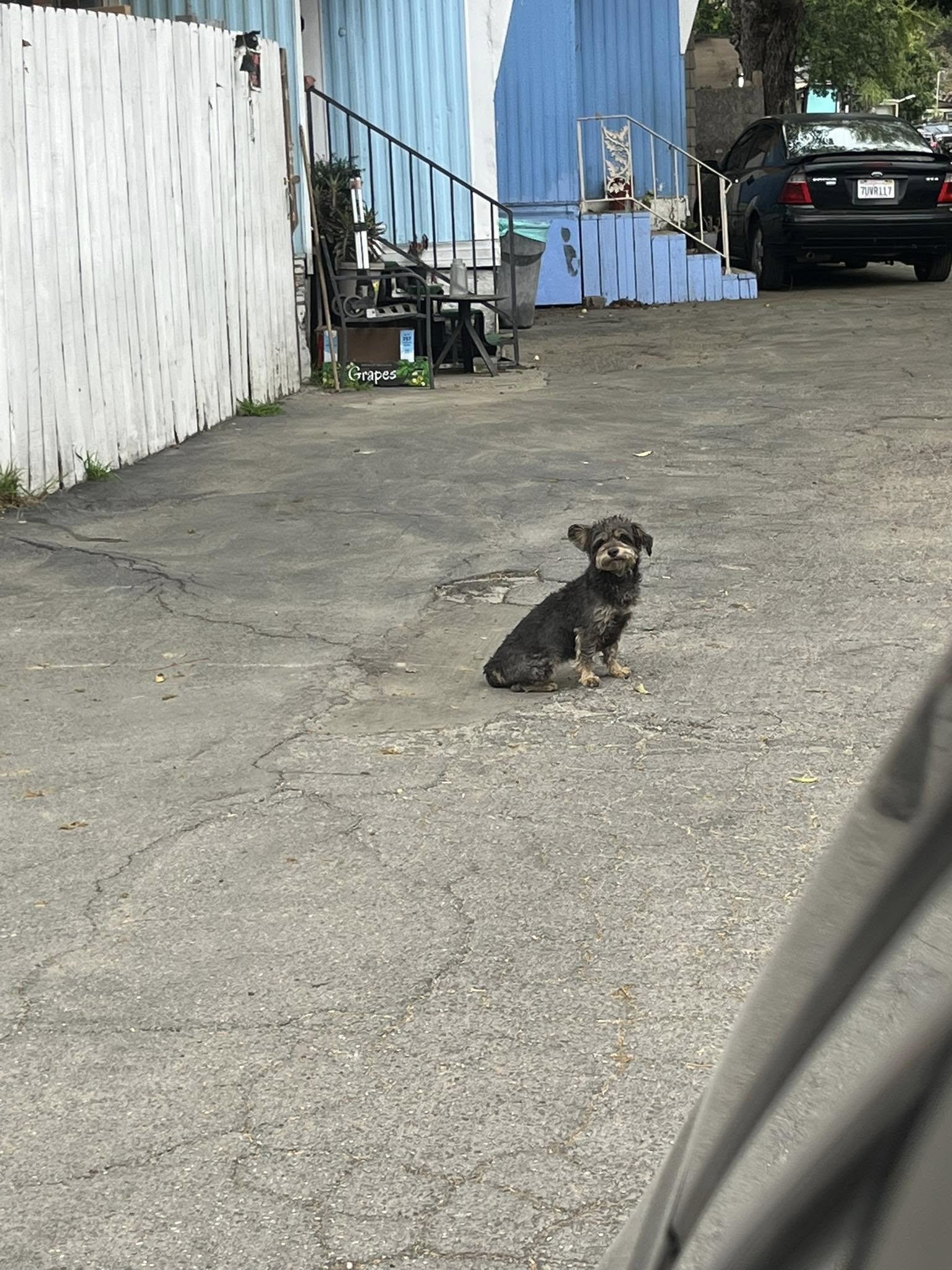 little dog looking at the car
