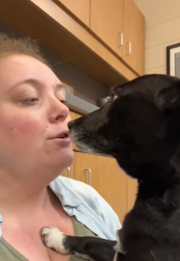 little dog looking at woman