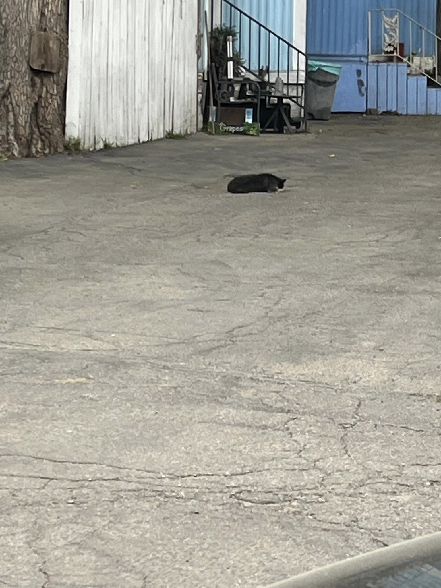 little dog lying on the street