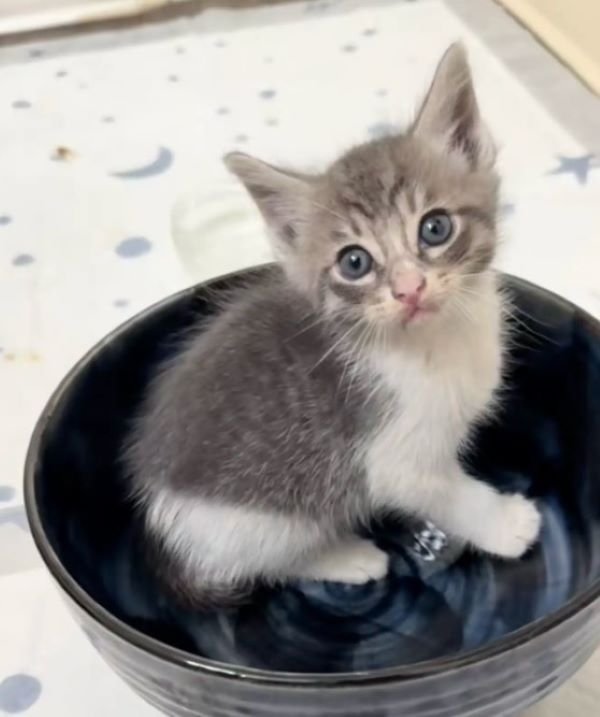 little kitten in a bowl