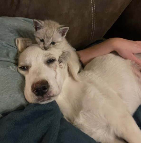 little kitten sleeping on pup