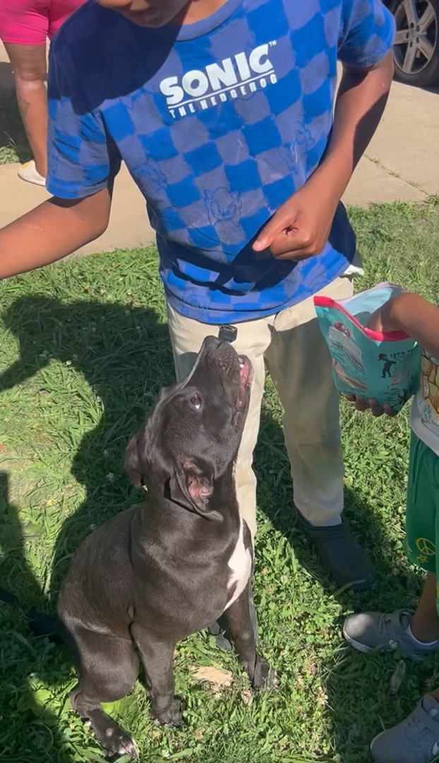 little pitbull looking up at person