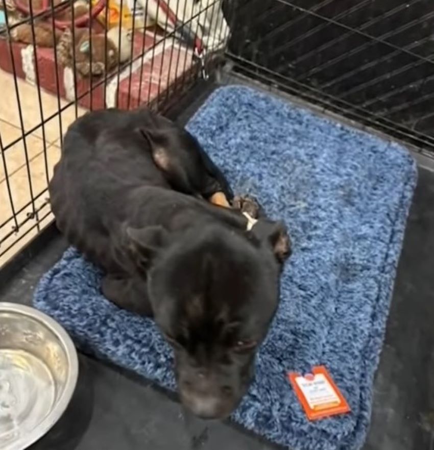 malnourished black puppy