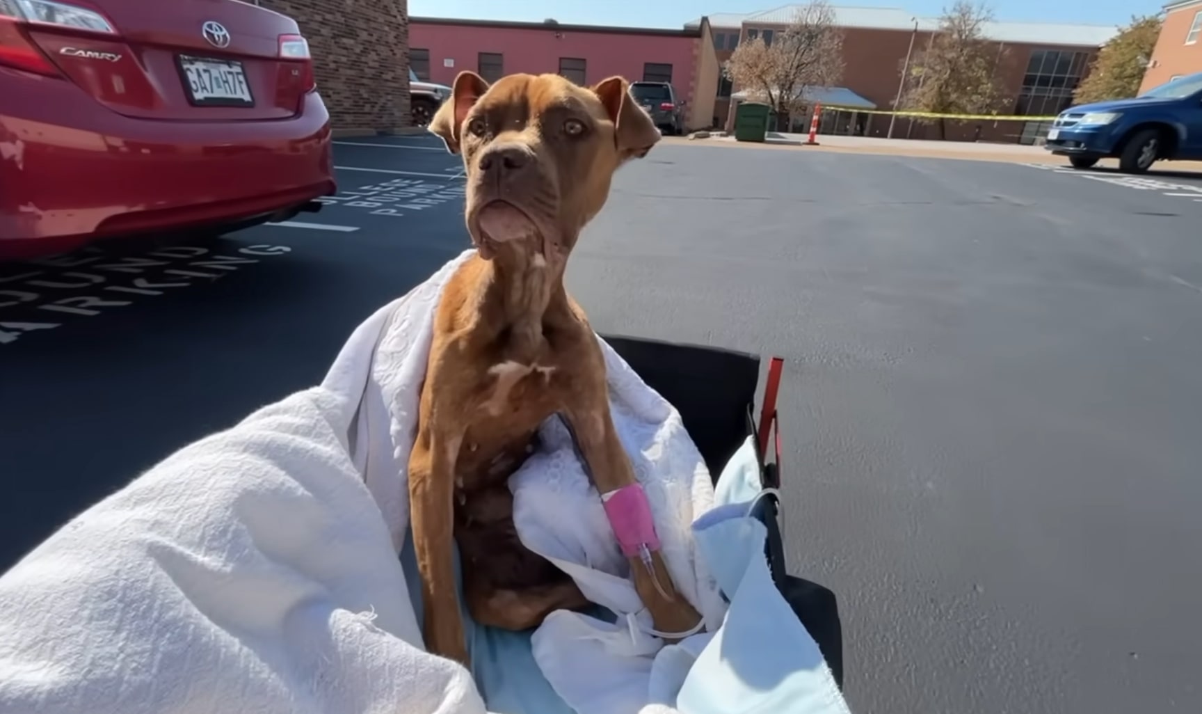malnourished dog