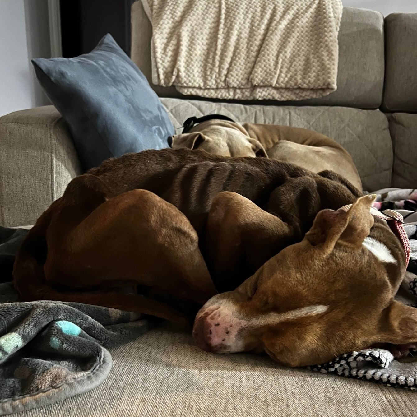 malnourished dog sleeping