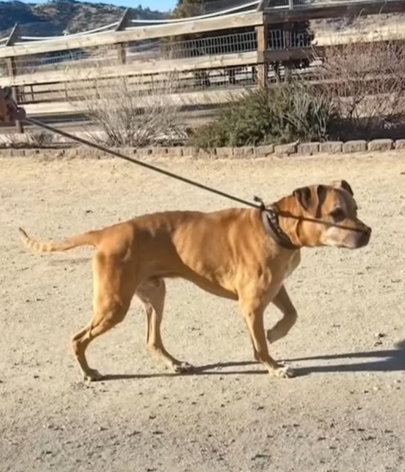 malnourished dog walking