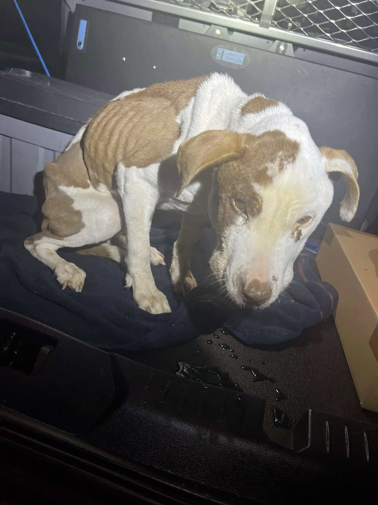 malnourished dog