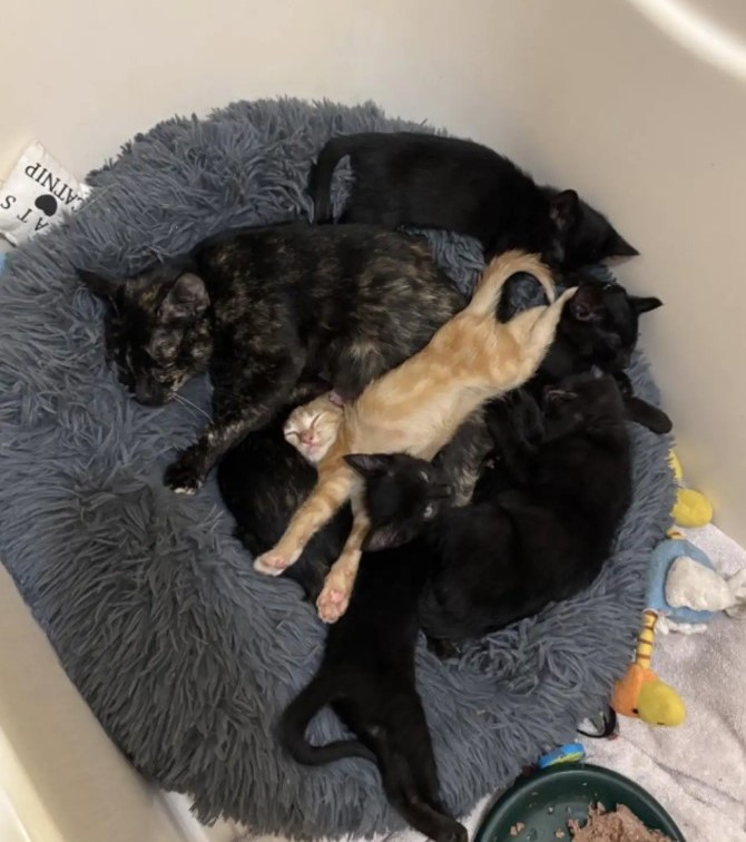 mama cat and kittens sleeping together