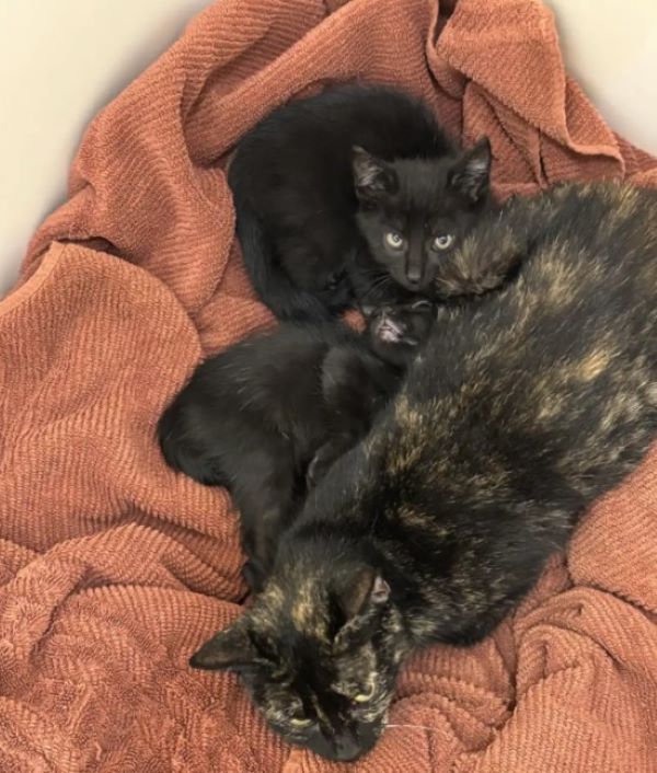 mama cat and kittens
