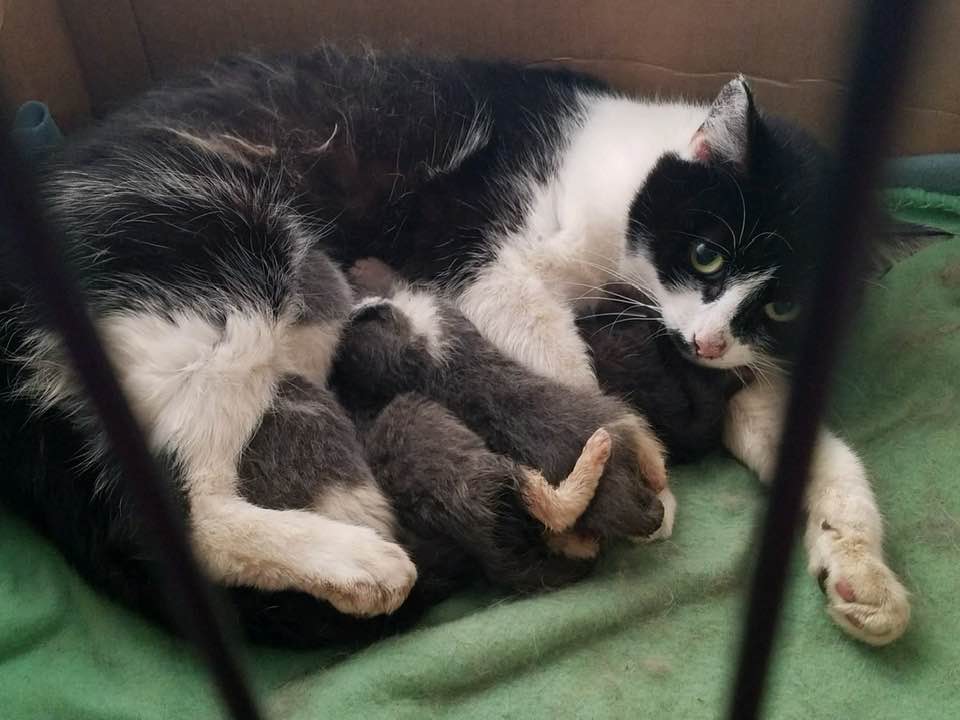 mama cat with kittens 