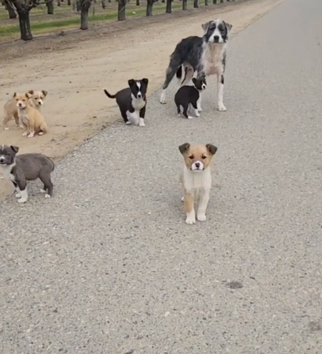 mama dog and puppies on the road