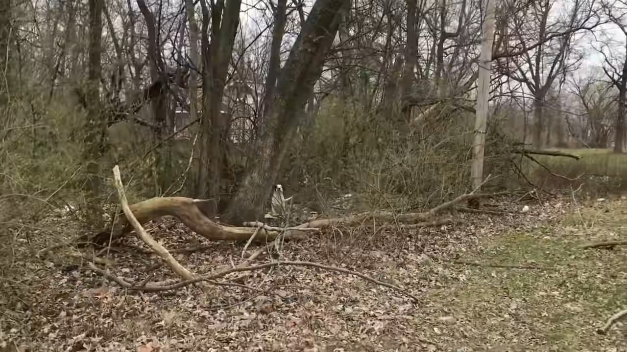 mama dog in the woods
