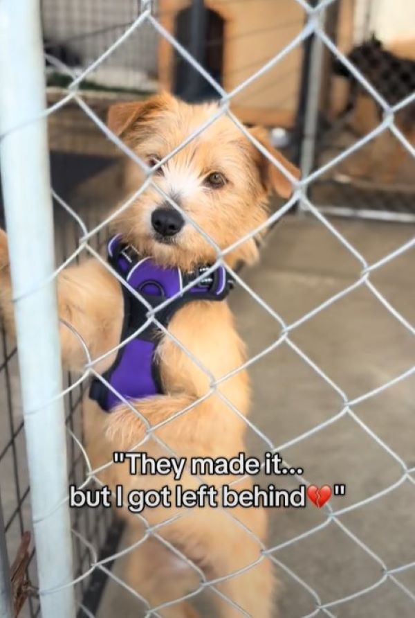 mama dog left behind in shelter