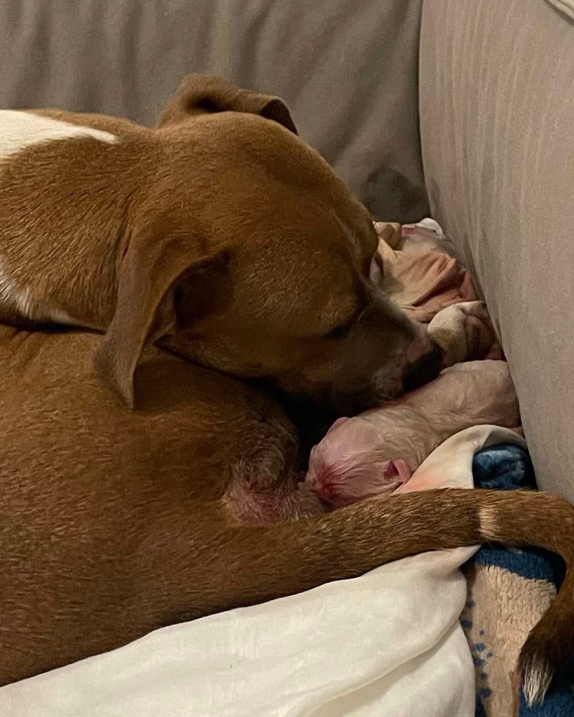 mama dog licking puppies 