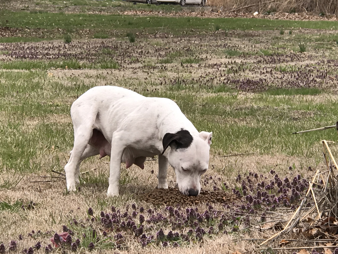 mama dog