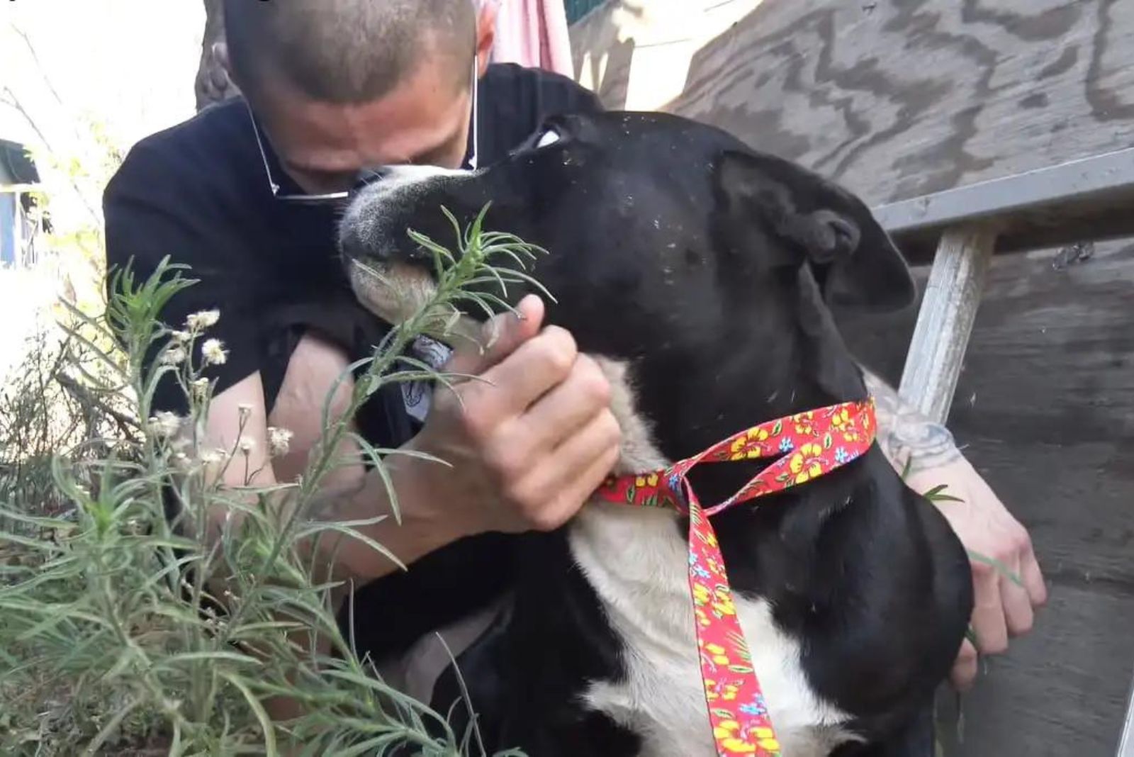 man and black stray dog