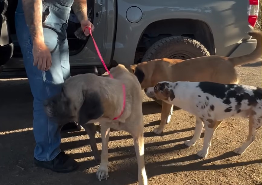 man and three dogs