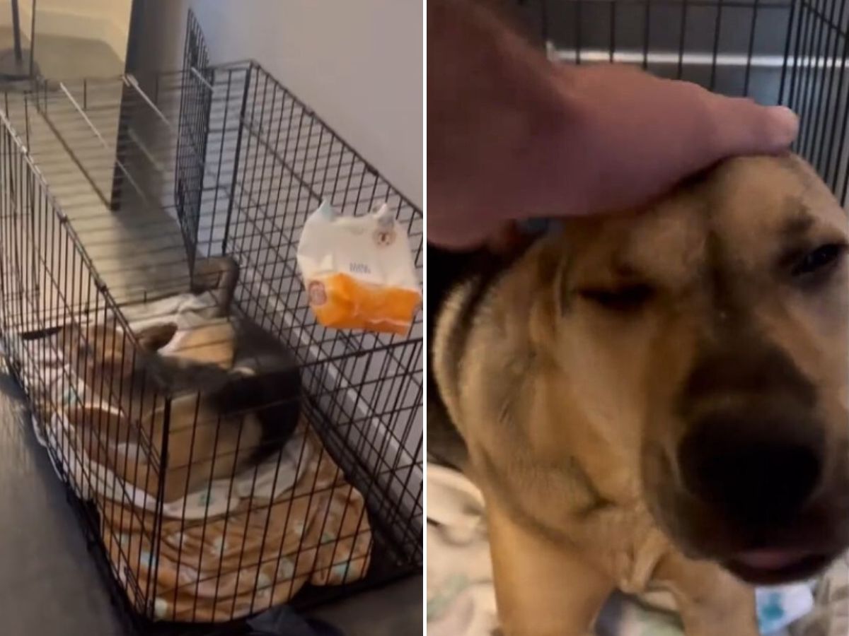 man petting a sweet dog