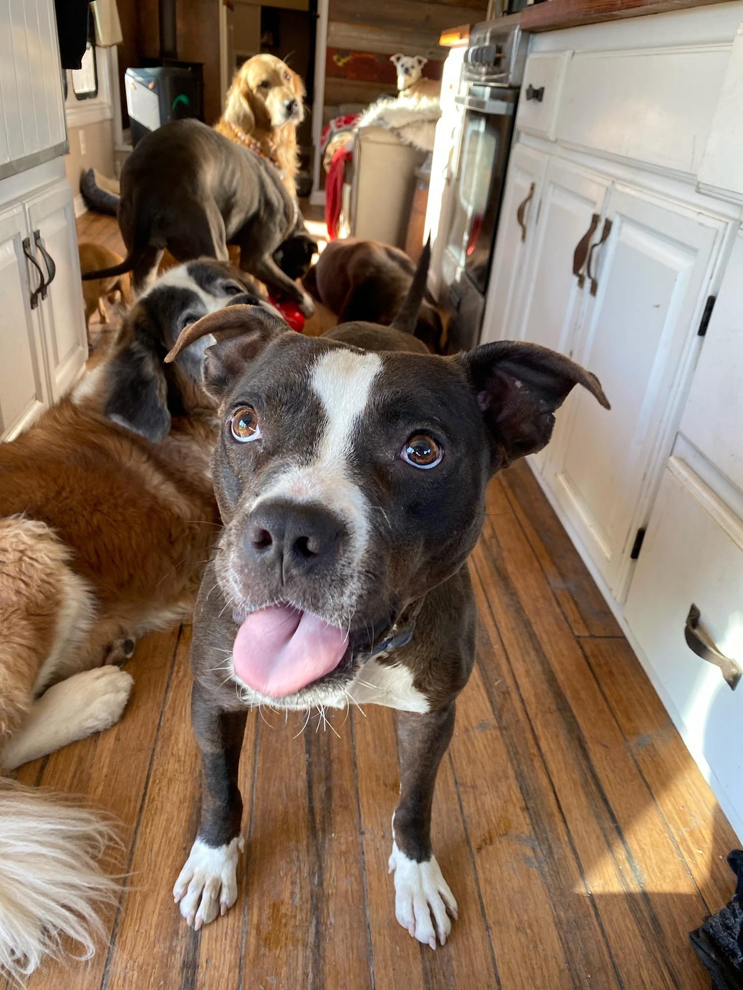 many dogs in house