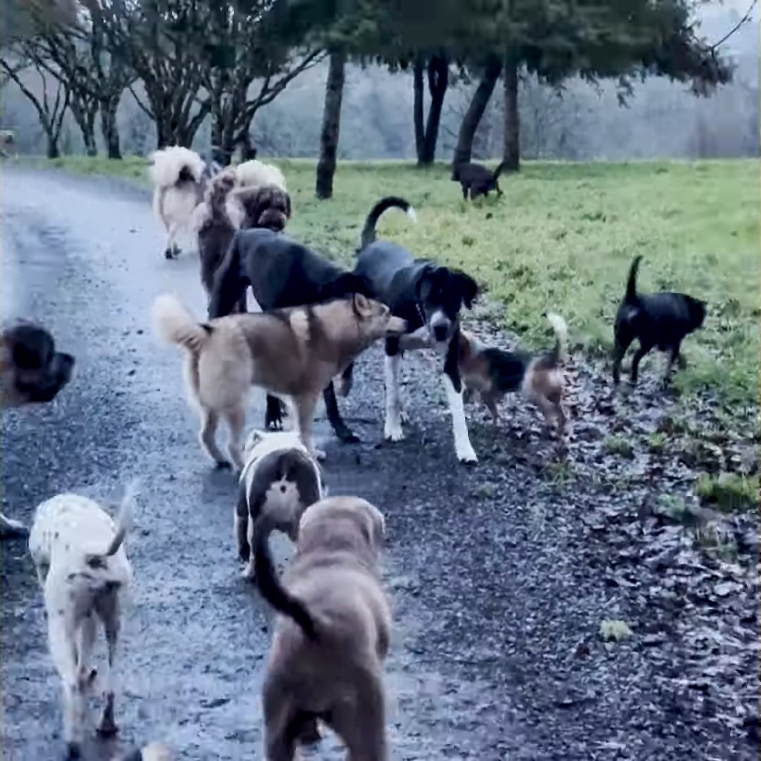 many dogs on road