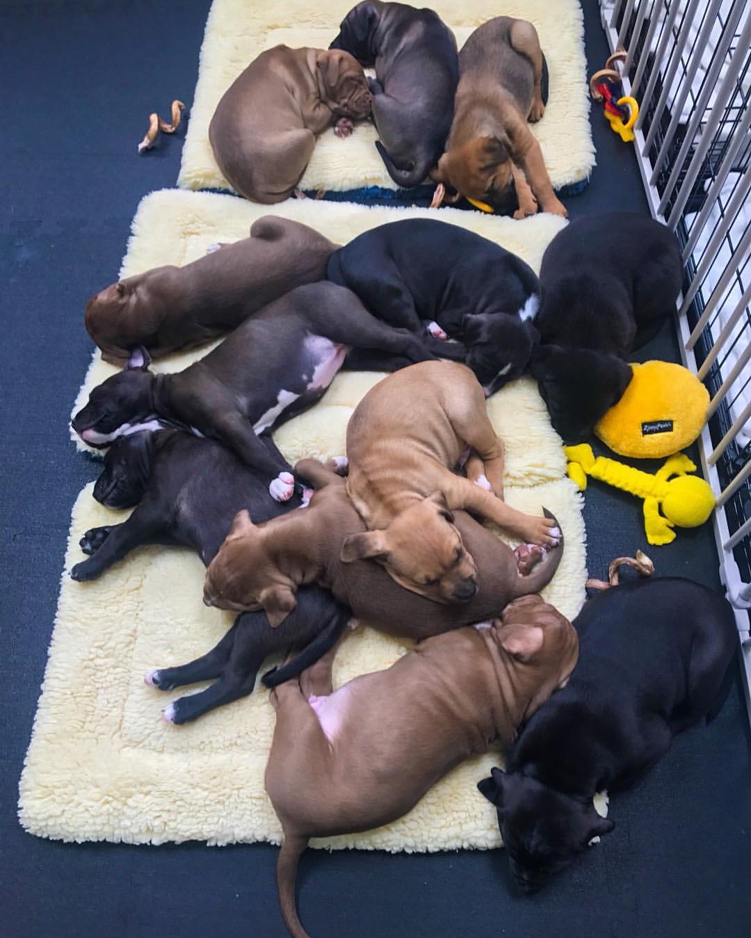 many newborn puppies