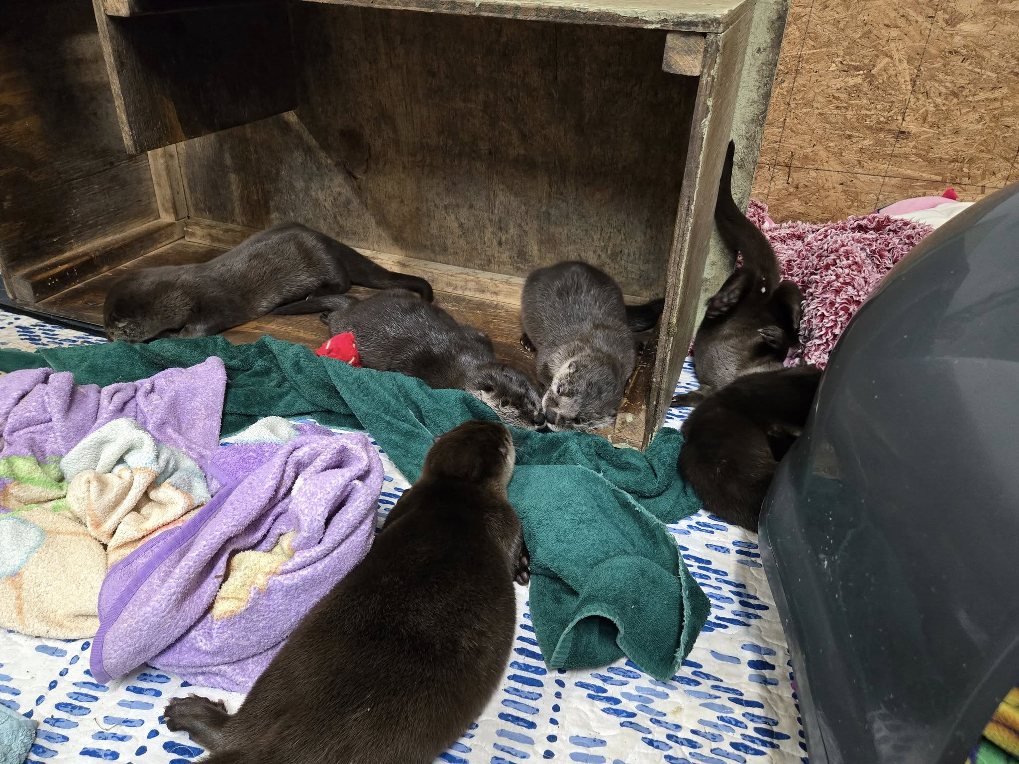 many otters