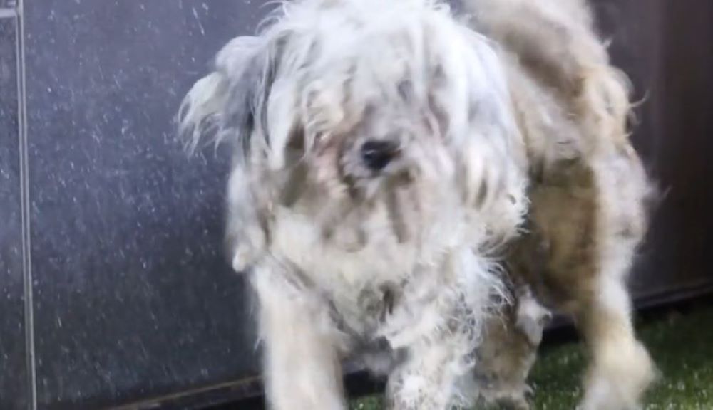 matted white dog 