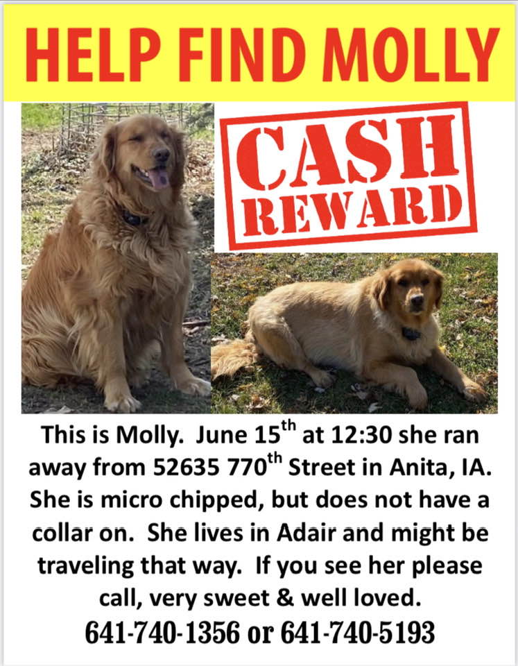 missing dog poster
