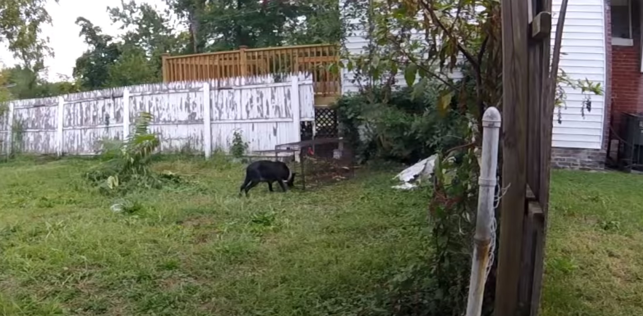 mom dog approaching humane trap