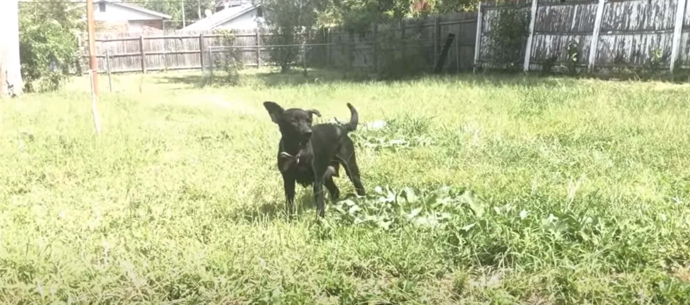 mom dog in the grass