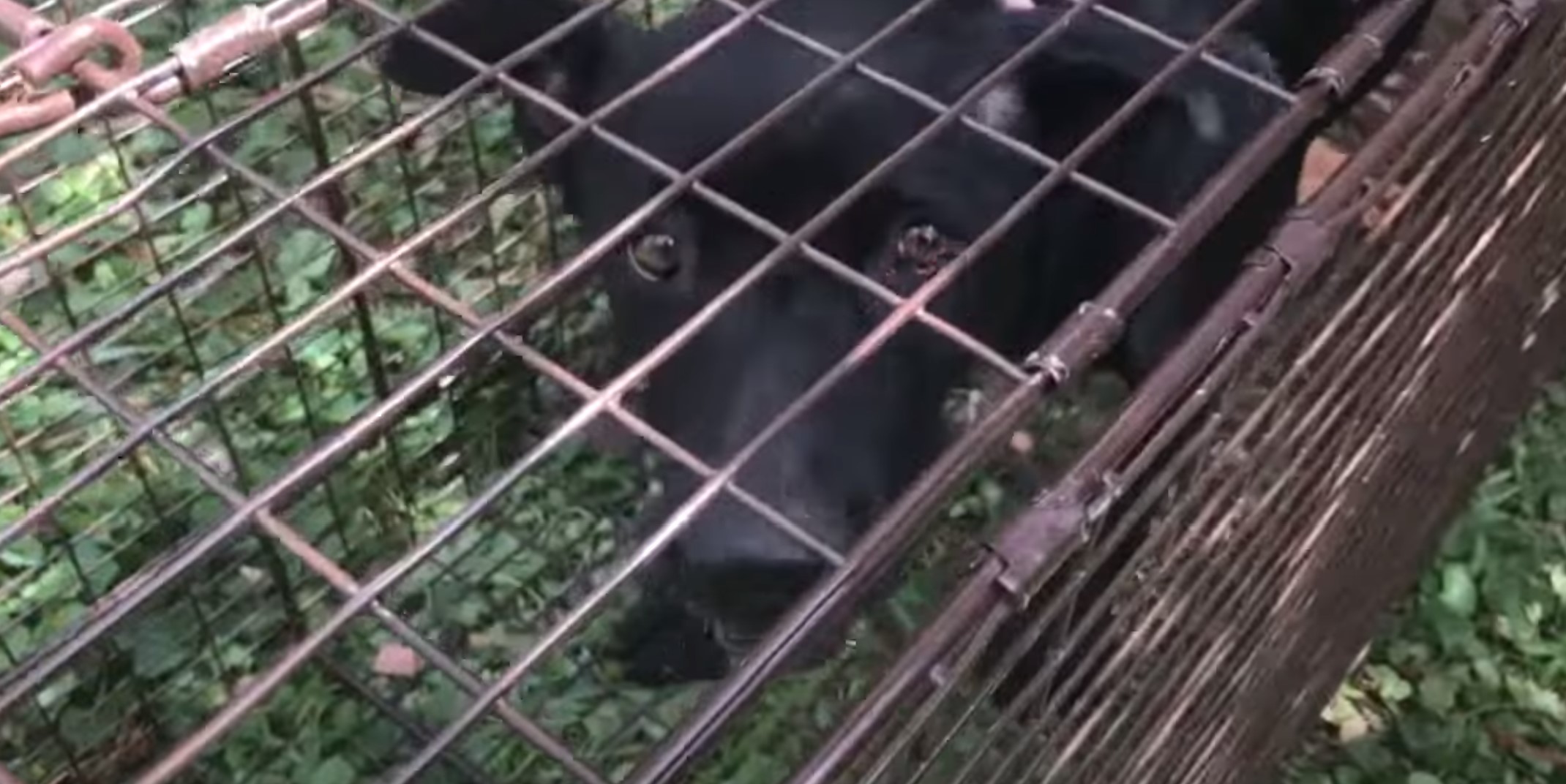 mom dog inside a humane trap