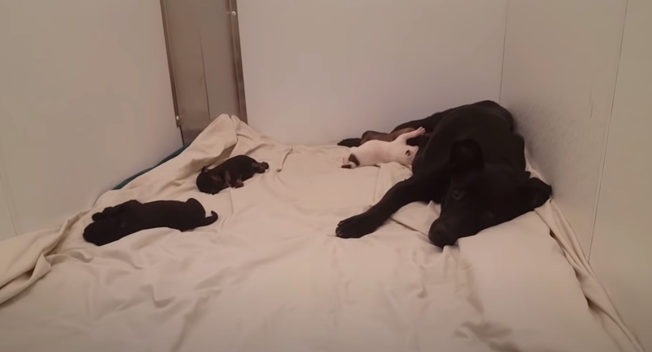 mom dog rescued
