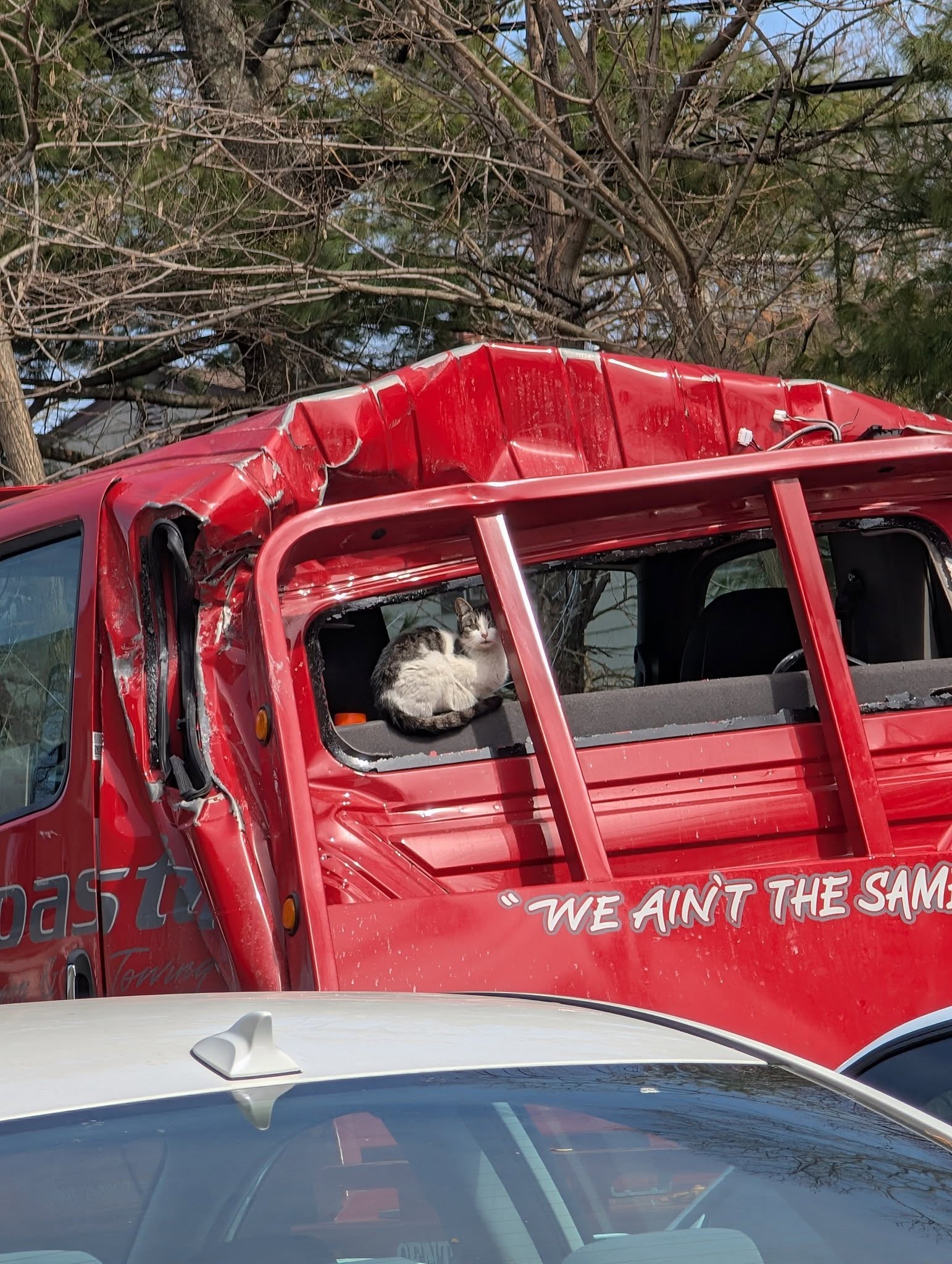 mother cat on truck
